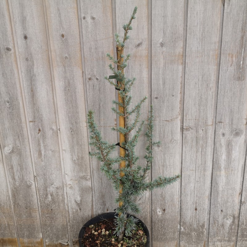 Blå Atlasceder 50-60 cm. - Cedrus libani Glauca