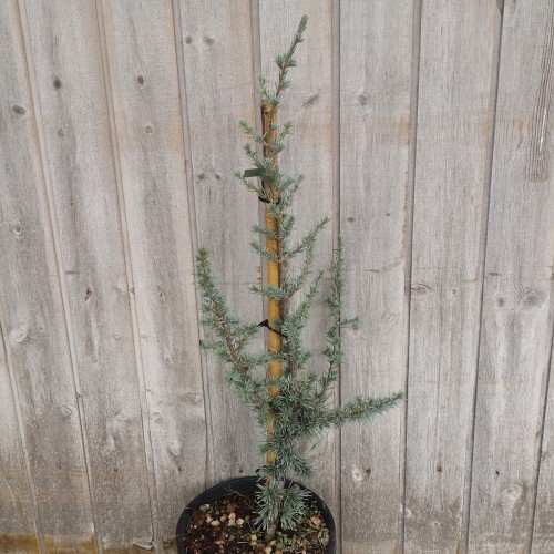 Blå Atlasceder 50-60 cm. - Cedrus libani Glauca