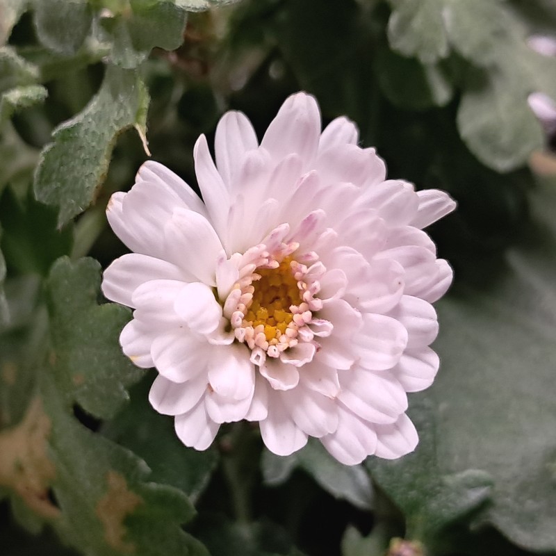 Vinterasters Julia - Chrysanthemum Julia