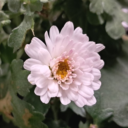 Vinterasters Julia - Chrysanthemum Julia