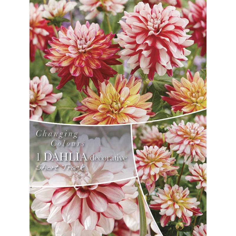 Dahlia Dahlia Short Track - Changing Colors - 1 rodknolde