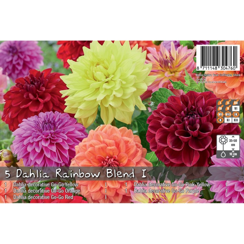 Dahlia Rainbow Blend - Landscape - 5 stk