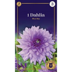 Dahlia Decorative Blue Boy / Georgin