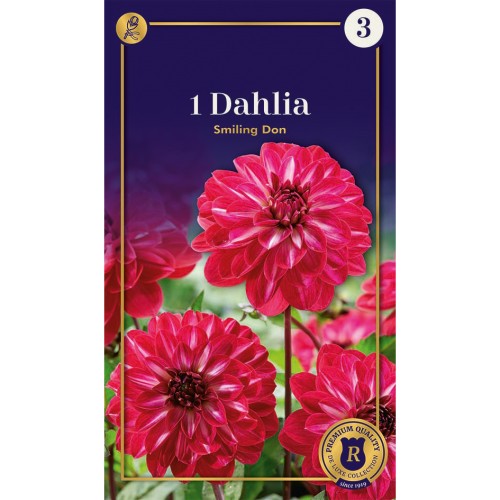 Dahlia Decorative Smiling Don / Georgin