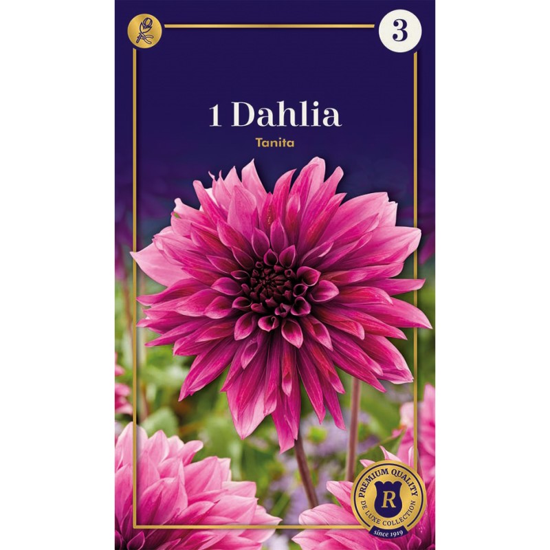 Dahlia Decorative Tanita / Georgin