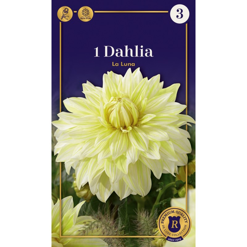 Dahlia Dinnerplate La Luna / Georgin