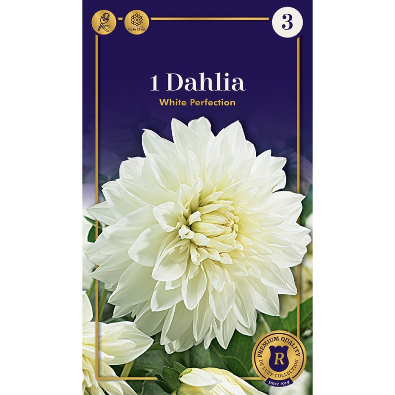 Dahlia Dinnerplate White Perfection / Georgin