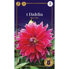 Dahlia Dinnerplate Mero Star / Georgin