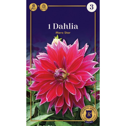 Dahlia Dinnerplate Mero Star / Georgin