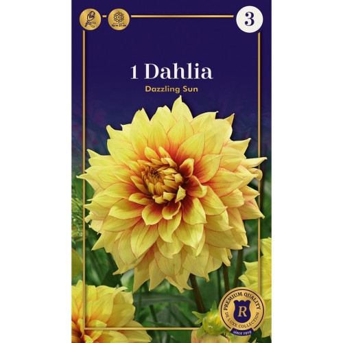 Dahlia Dinnerplate Dazzling Sun/ Georgin