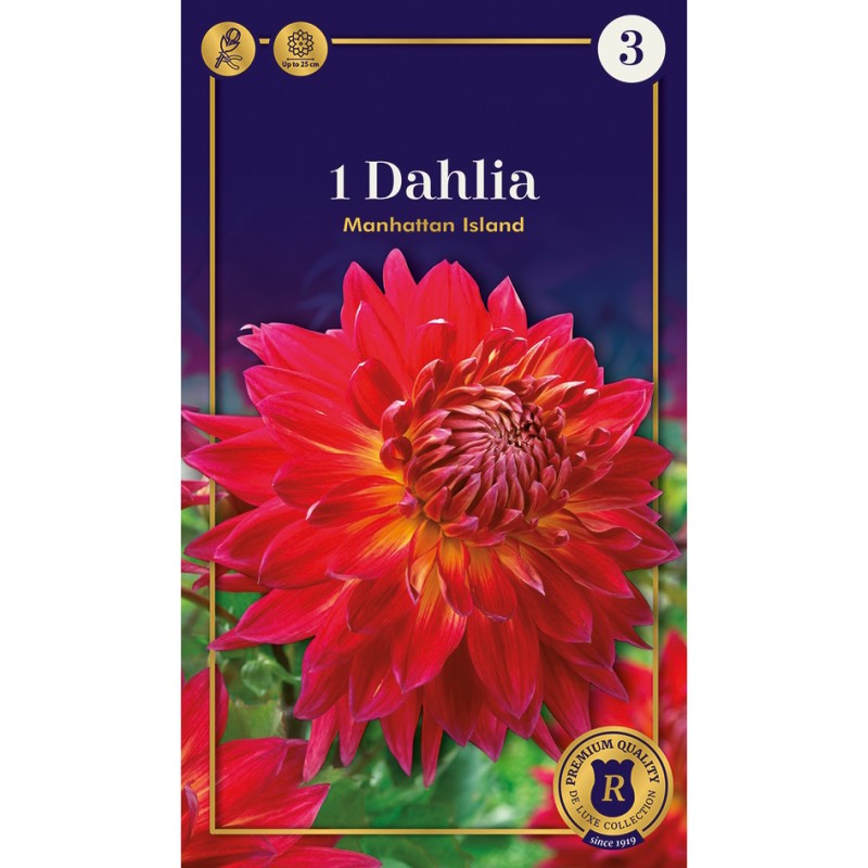 Dahlia Dinnerplate Manhattan Island / Georgin