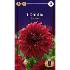 Dahlia Dinnerplate Spartacus / Georgin