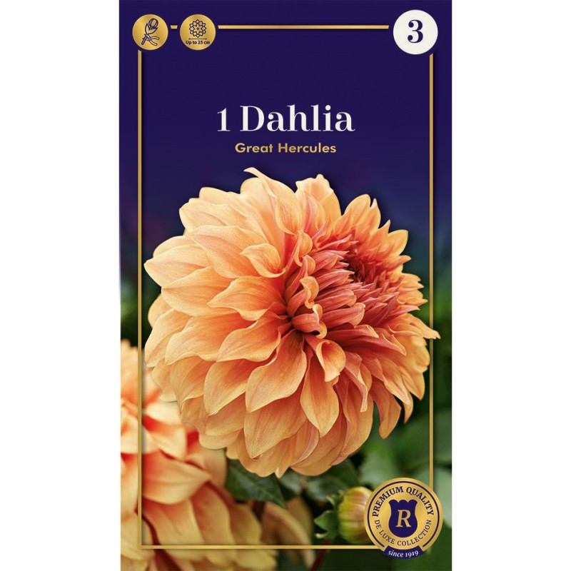 Dahlia Dinnerplate Great Hercules / Georgin