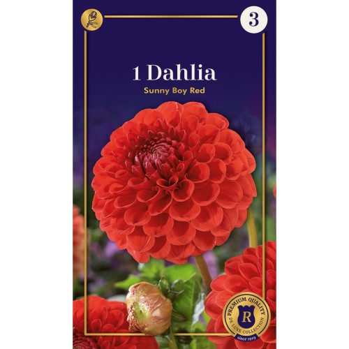 Dahlia Pompon Sunny Boy Red / Georgin