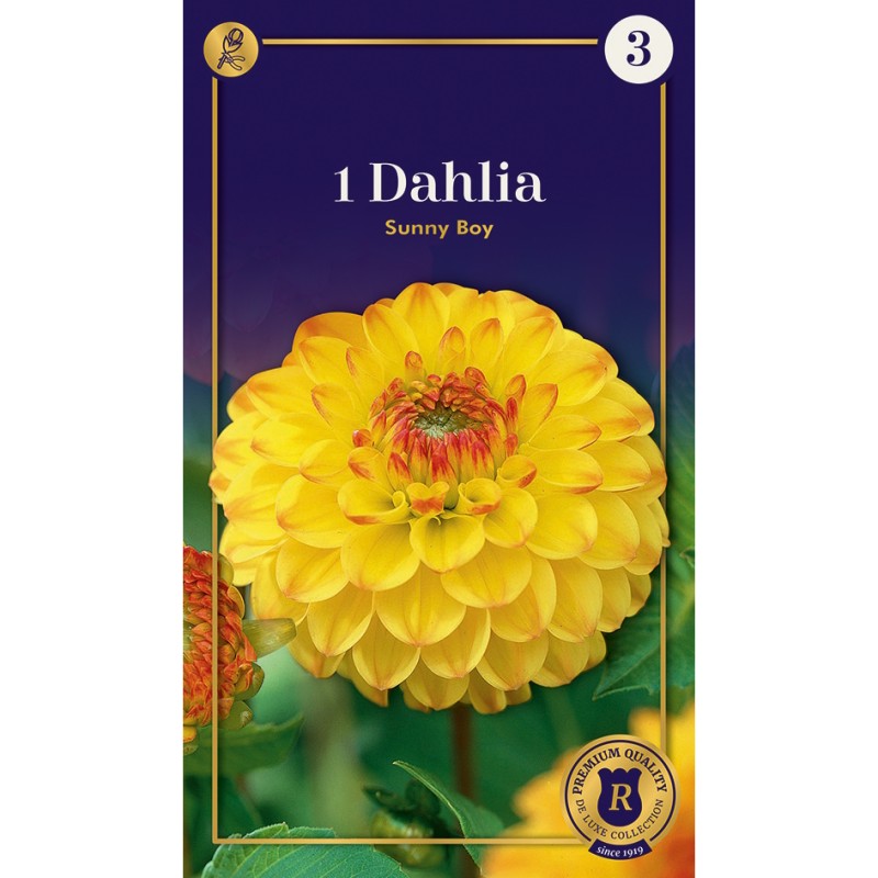 Dahlia Pompon Sunny Boy / Georgin