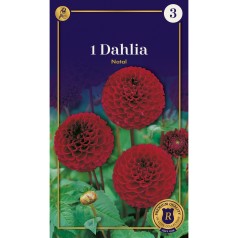 Dahlia Pompon Copper Boy / Georgin