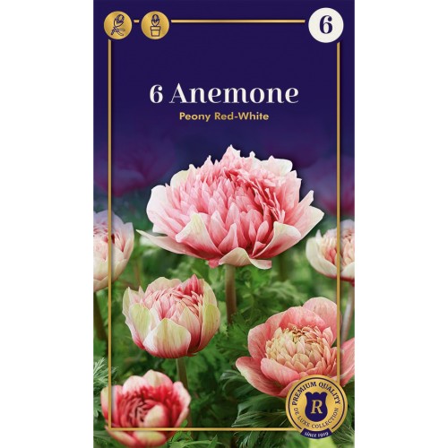 Anemone Peony Red-White - 6 løg