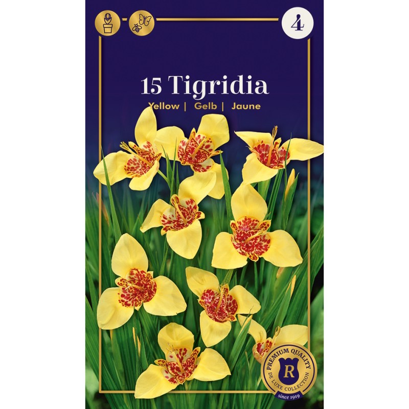 Tigerblomst / Tigridia Yellow - 15 løg