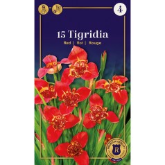 Tigerblomst / Tigridia Red...