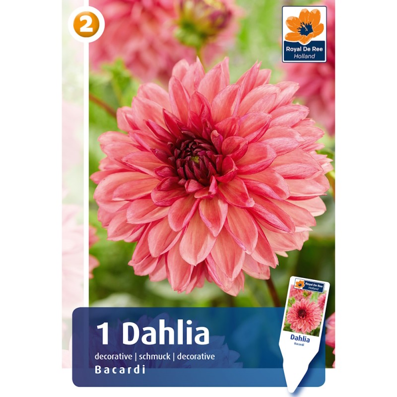 Dahlia Decorative Bacardi / Georgin