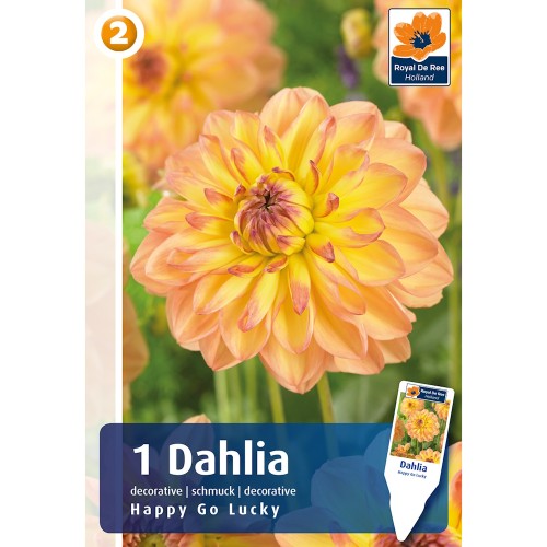 Dahlia Decorative Happy Go Lucky / Georgin