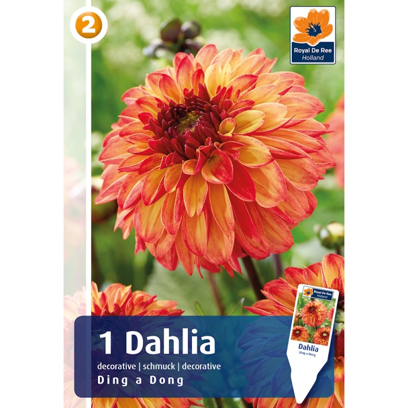 Dahlia Decorative Ding a Dong / Georgin