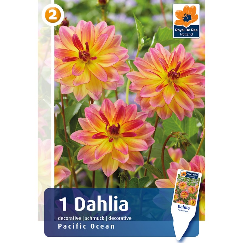 Dahlia Decorative Pacific Ocean / Georgin