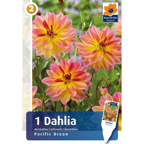 Dahlia Decorative Pacific Ocean / Georgin