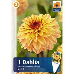 Dahlia Decorative Gelia / Georgin