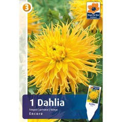 Dahlia Fringed Encore /...