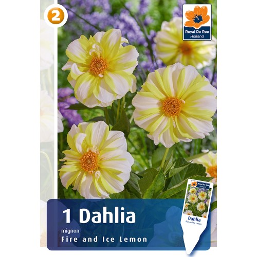 Dahlia Mignon Fire and Ice Lemon / Georgin