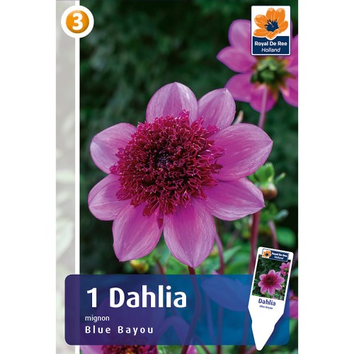 Dahlia Anemone Blue Bayou / Georgin