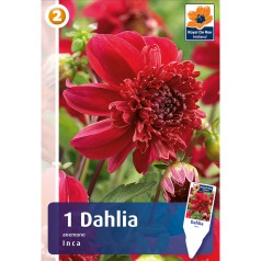 Dahlia Anemone Inca / Georgin