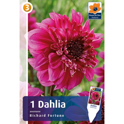 Dahlia Anemone Richards Fortune / Georgin