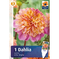 Dahlia Anemone Life Style /...
