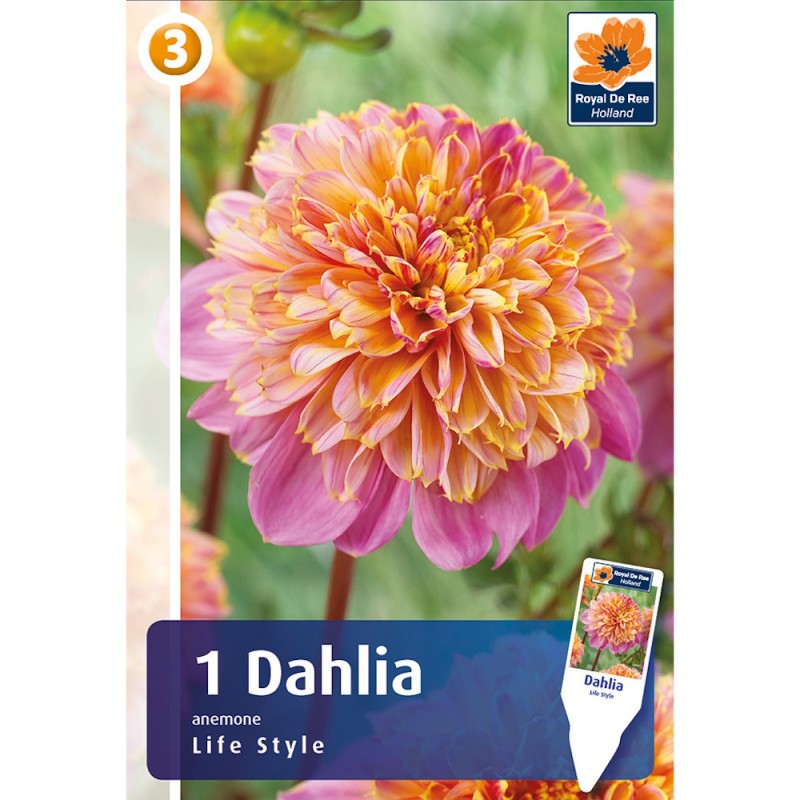 Dahlia Anemone Life Style / Georgin