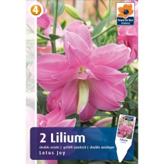 Lilje Asiatic Double Lotus Joy - Pollenfri - 2 Løg