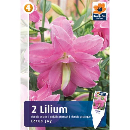 Lilje Asiatic Double Lotus Joy - Pollenfri - 2 Løg