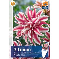 Lilje Asiatic Double Magic Star - Pollenfri - 2 Løg