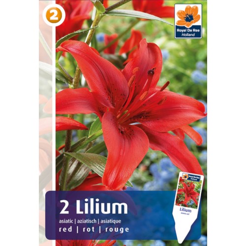 Lilje Asiatic Red - 2 Løg