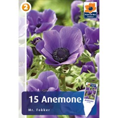 Anemone Mr. Fokker (violet...