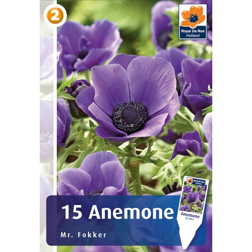 Anemone Mr. Fokker (violet blue) - 15 Løg