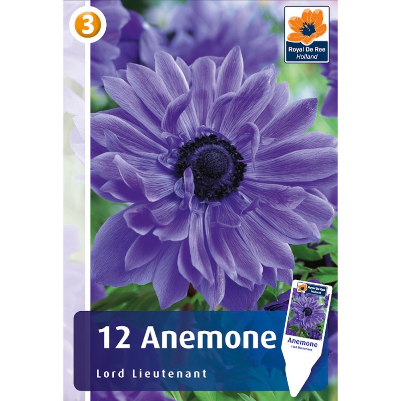 Anemone double Lord Lieutenant - 12 Løg