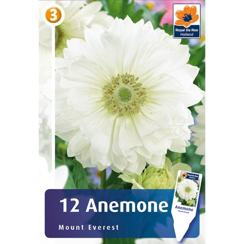 Anemone double Mount Everest - 12 Løg