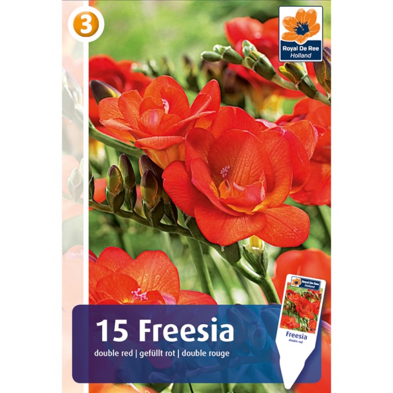 Freesia Double Red - 15 løg