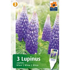 Lupin, blå - 3 knolde