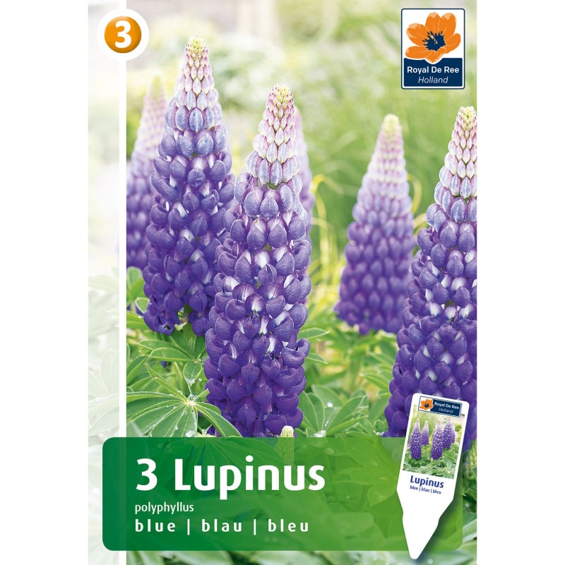 Lupin, blå - 3 knolde