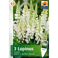 Lupin, hvid - 3 knolde