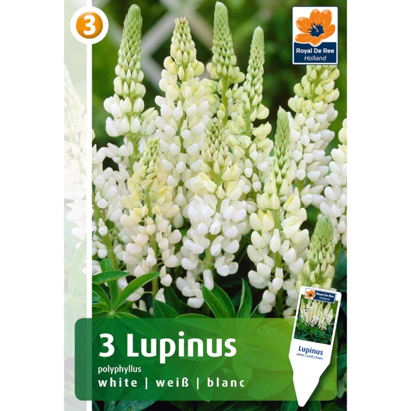 Lupin, hvid - 3 knolde