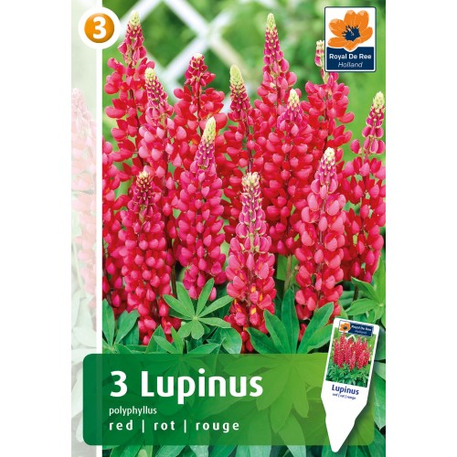 Lupin, rød - 3 knolde
